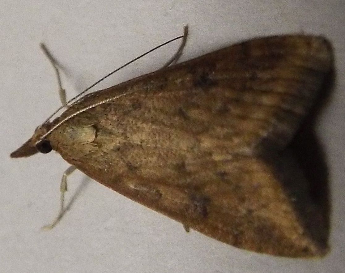 Altra falena da identificare - Udea ferrugalis